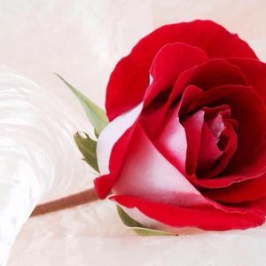 Meet your Posher, Marilyn